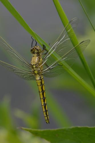 Orthetrum cancellatum